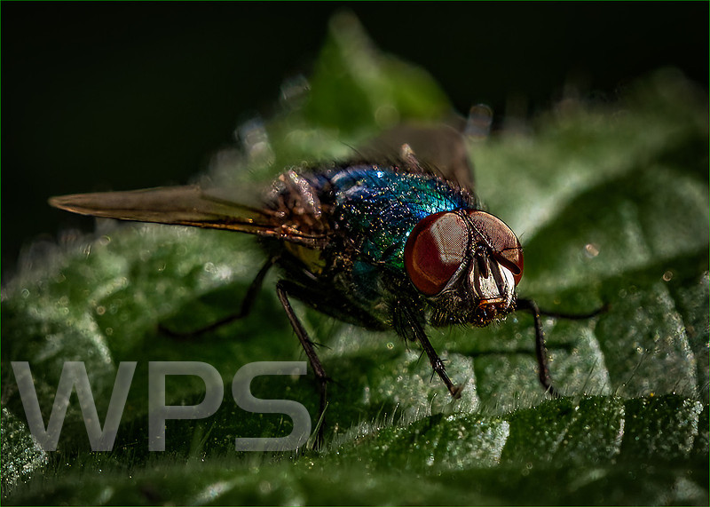 Bluebottle On A Leaf