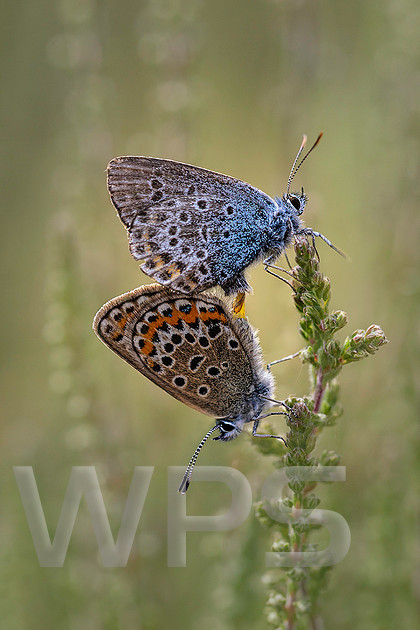 Silver Studded Blues Mating