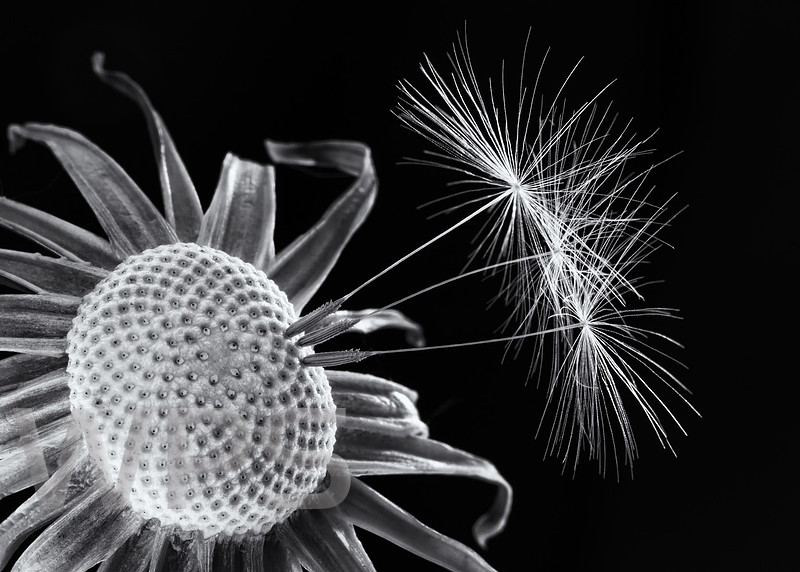 Three Seeds