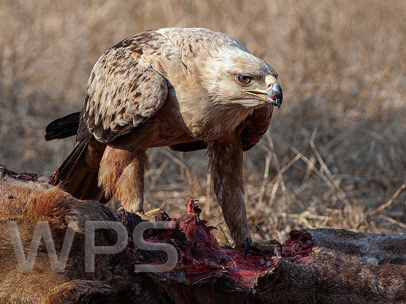 Tawny Eagle At Kill