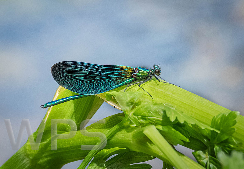 Beautiful Demoiselle