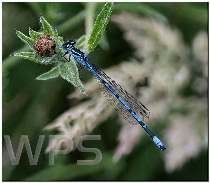 Common blue damselfly