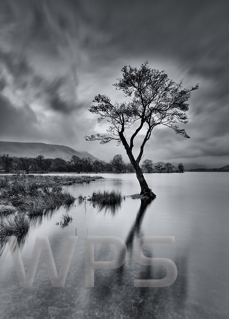 Gale Bay Lone Tree