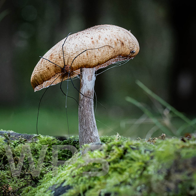 Harvestman on fungi