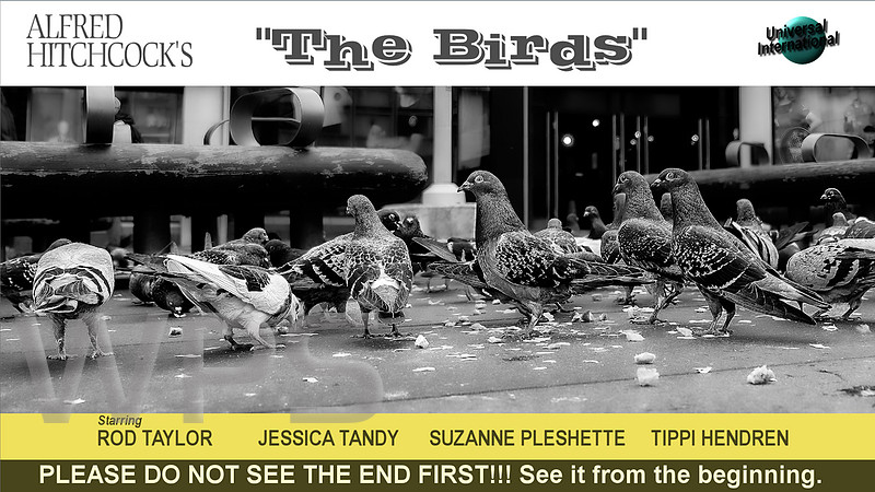 The Birds