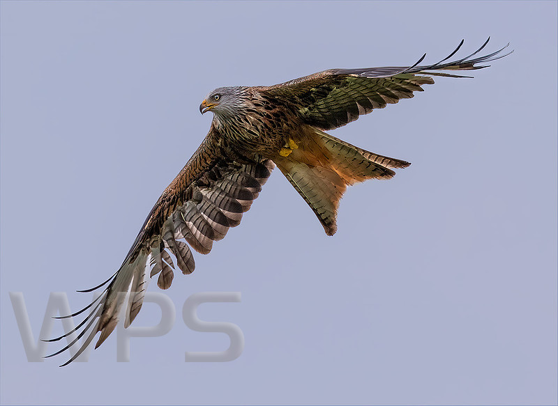 Hunting Kite
