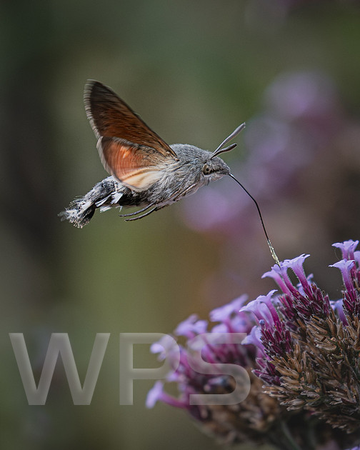 Humingbird Hawk Moth Feeding On Verbena