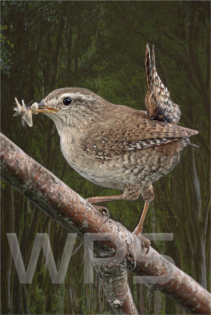 Jenny Wren