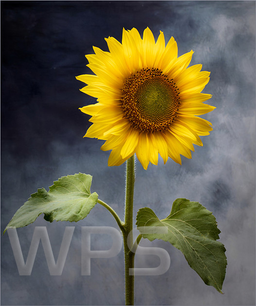 Portrait Of A Summer Sunflower