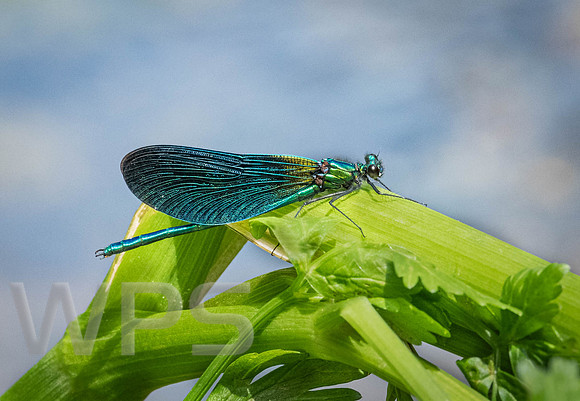Beautiful Demoiselle