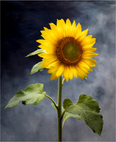 Sunflower Spendour
