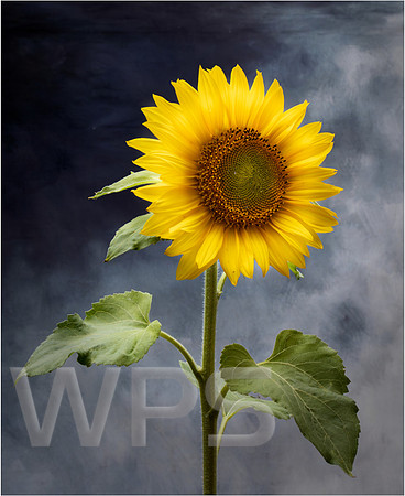 Sunflower Spendour