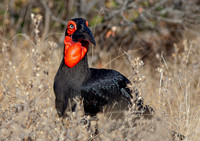 Southern Ground Hornbill