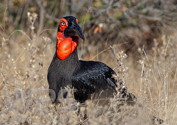 Southern Ground Hornbill
