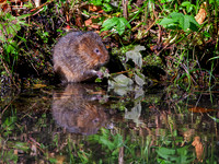 Tales of the Riverbank