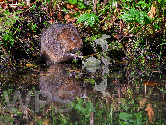 Tales of the Riverbank
