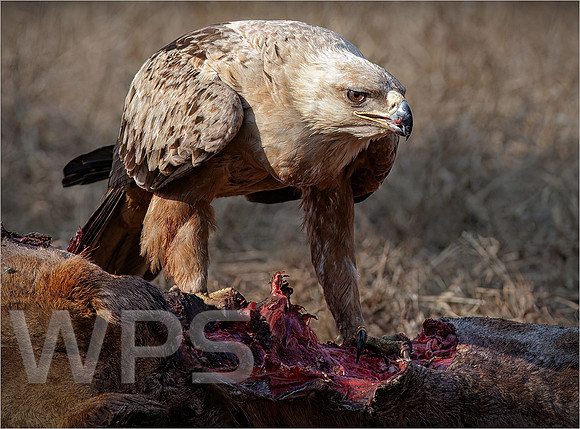 Tawny Eagle Feeding