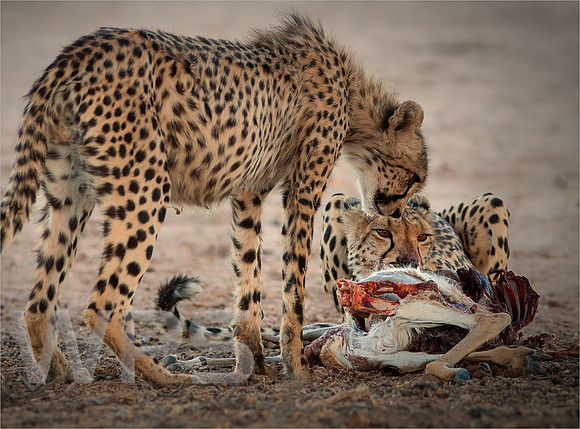 Mother and Cub Feeding