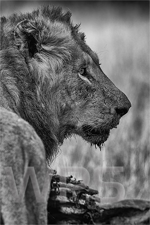 Lion feeding