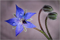 Borage