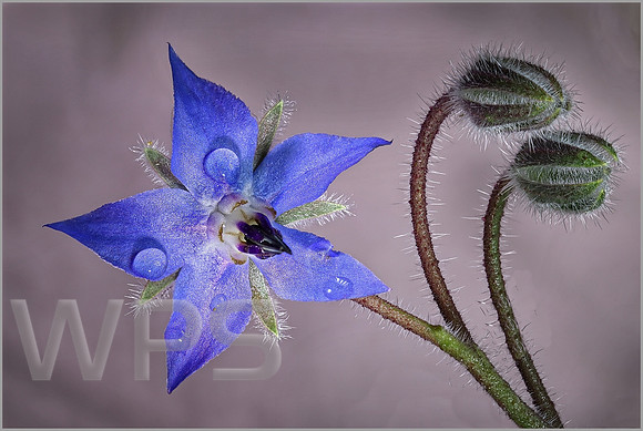 Borage