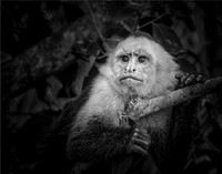 Capuchin