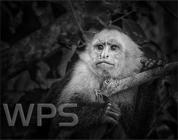 Capuchin