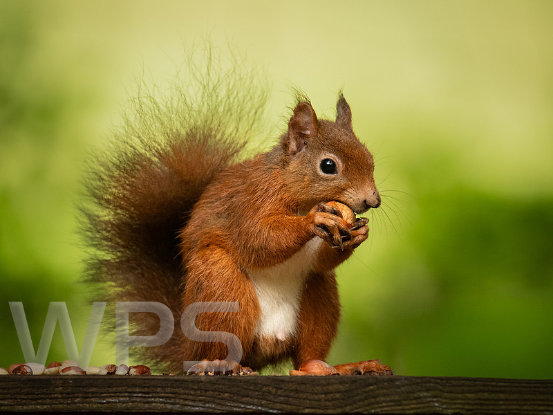 Red Squirrel with Hazelnut
