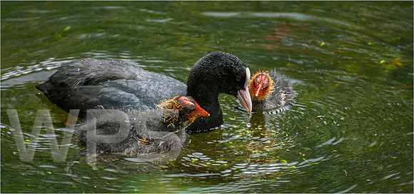 The Coot Family