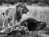 A King's Banquet