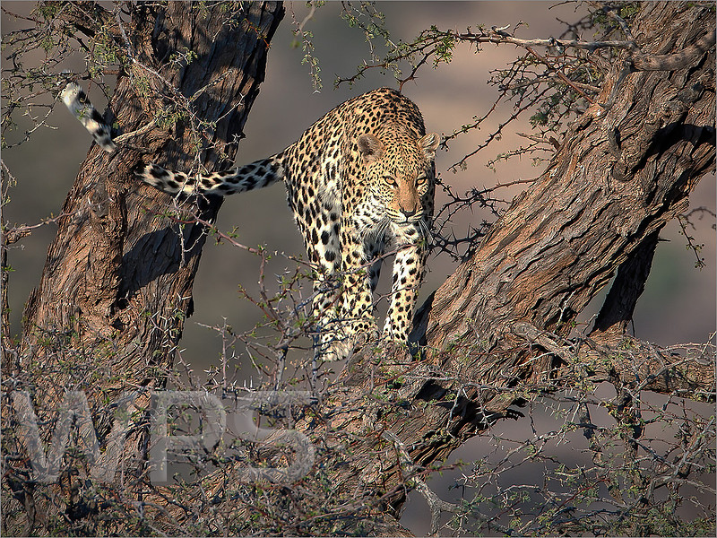 On the Lookout