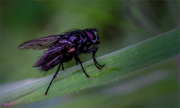Blowfly