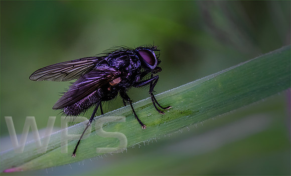 Blowfly