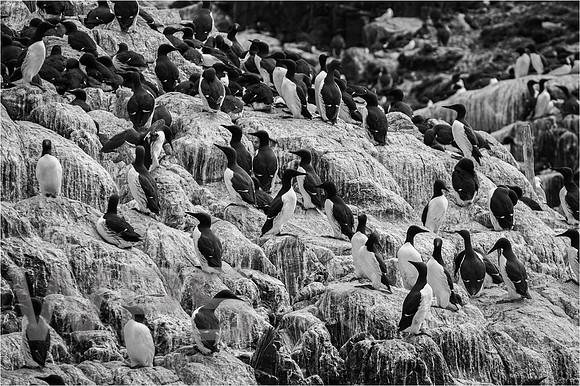 Guillemots and Guano Galore