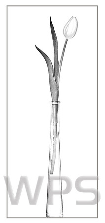 Tulip