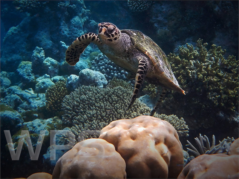 Green Backed Turtle