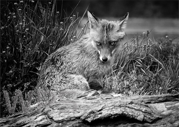 Guilty Fox