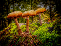 Fungi