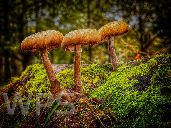 Fungi