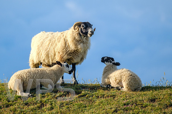 Happy family