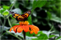 A Monarch Butterfly