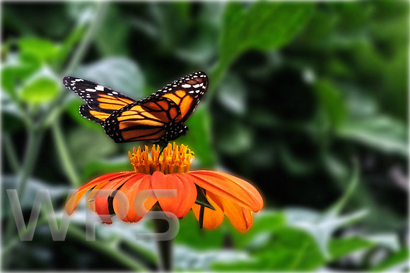 A Monarch Butterfly