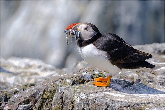 Puffin with sand eels