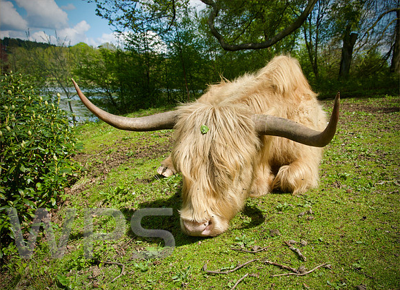 The Hairy Coo