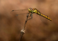 Common Darter