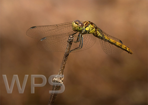 Common Darter