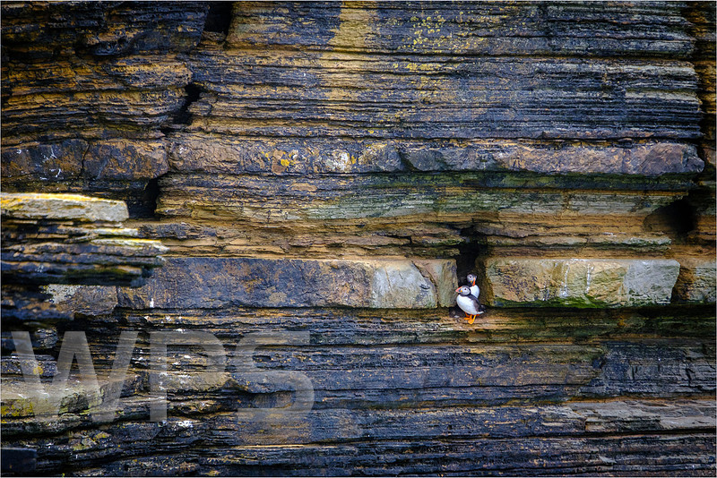 Puffins on the edge