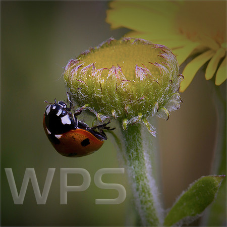 Ladybird on Common Fleabane