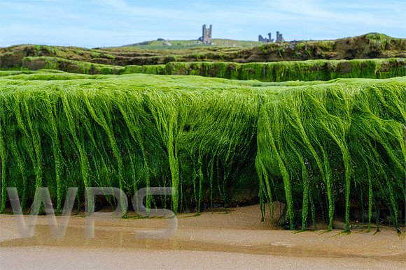 Seaweed Curtain
