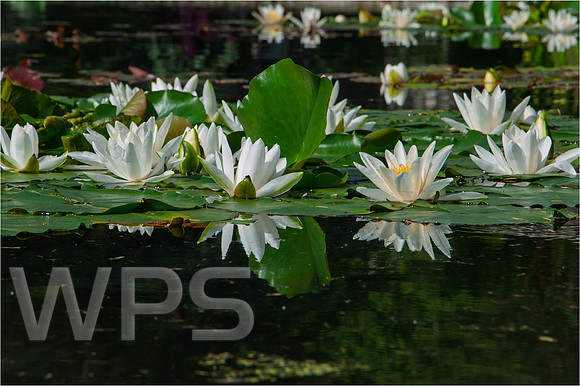 Water Lilies at Bodnant